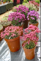 Lewisia